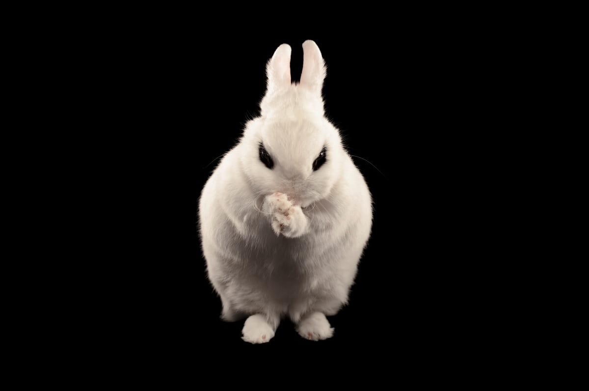 Bad Rabbit Ransomware Strikes Eastern Europe