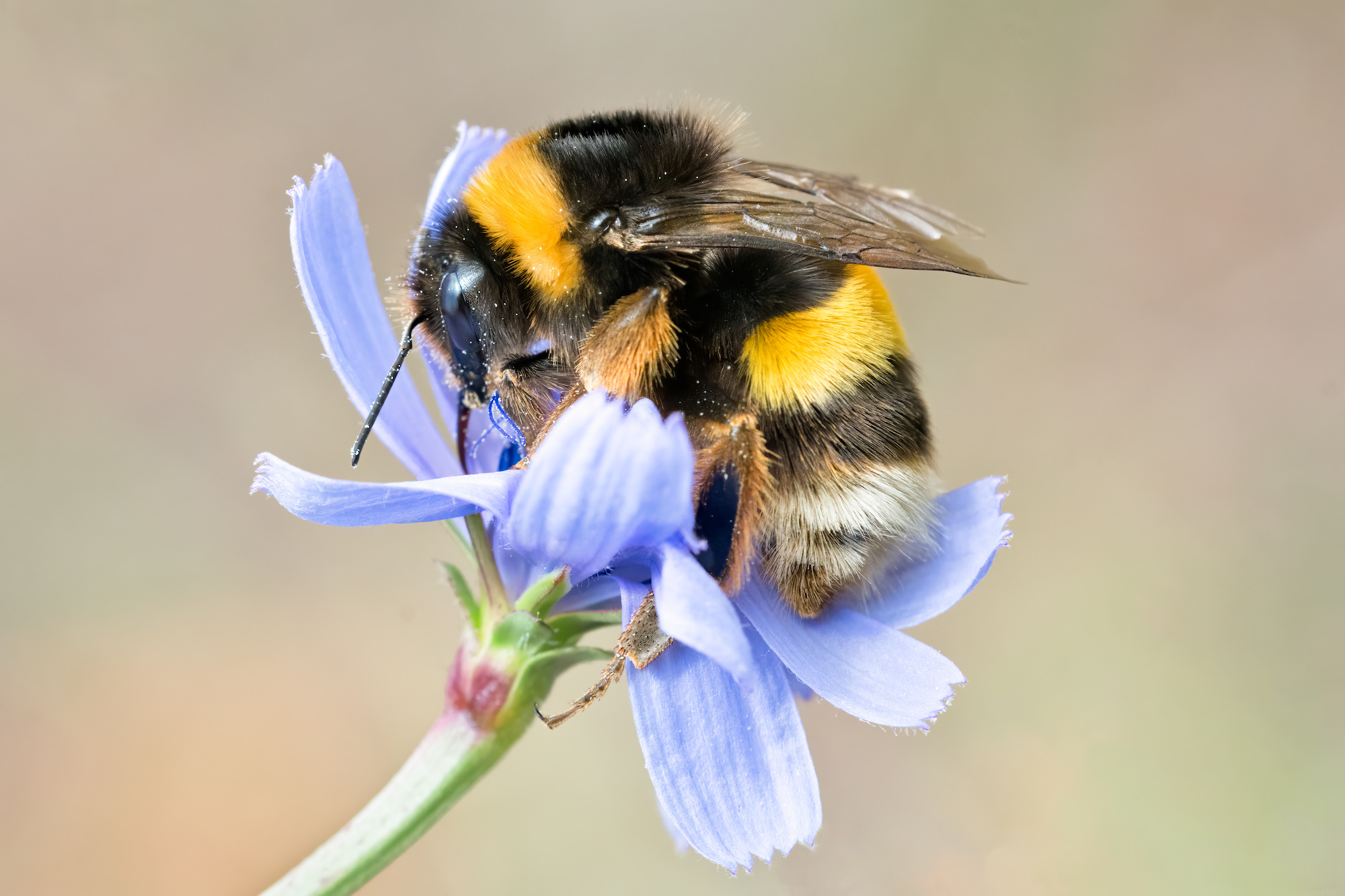 Bumblebee sitting on a lavender flower