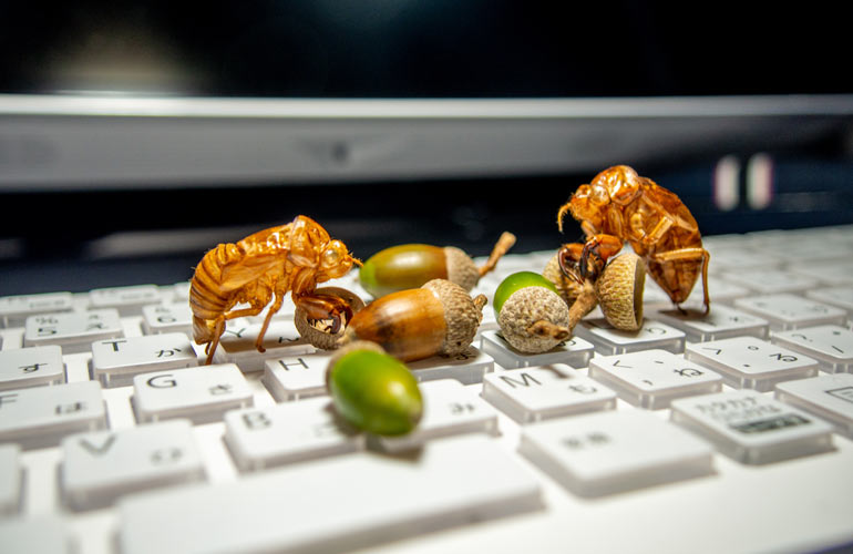 Acorns and cicada shells on a keyboard
